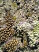 Close-up view of the surface of the Outer Living Coral Zone. Much of the surface is covered by encrusting coralline algae.